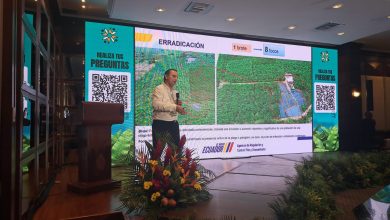 Photo of 1.235 plantas ya fueron erradicadas por sospechas de Fusarium Raza 4 en finca de El Oro