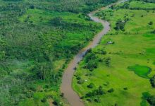 Photo of Brasil lidera un nuevo fondo para priorizar la protección de los bosques en la acción climática