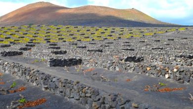 Photo of Lanzarote, ejemplo de una agricultura singular en suelos volcánicos