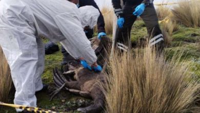Photo of Un cóndor andino juvenil sin vida fue hallado en el Parque Nacional Antisana