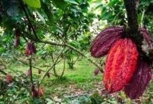 Photo of ¿Por qué Ecuador puede convertirse en el segundo productor mundial de cacao?