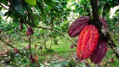 Photo of ¿Por qué Ecuador puede convertirse en el segundo productor mundial de cacao?