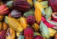 Photo of Precio del cacao en Ecuador y contexto internacional