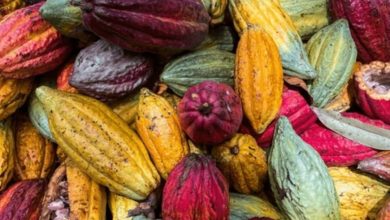 Photo of Precio del cacao en Ecuador y contexto internacional