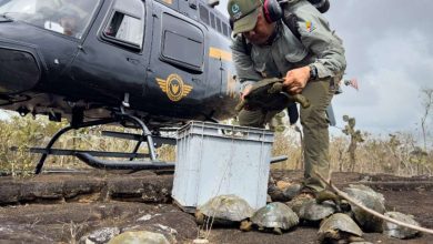 Photo of Galápagos: Así fue la liberación de 277 tortugas gigantes