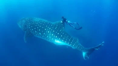 Photo of Ecuador se posiciona como un referente regional en la investigación y conservación del tiburón ballena