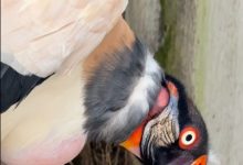Photo of Amaru rescata cóndor de la Amazonía y logra su recuperación tras nueve meses de rehabilitación