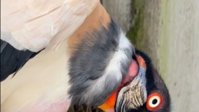 Photo of Amaru rescata cóndor de la Amazonía y logra su recuperación tras nueve meses de rehabilitación