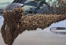 Photo of Una invasión de abejas generó momentos de tensión entre habitantes de una ciudad del sur de Israel, Netivot, luego de que decenas de miles de estos insectos se concentraran en un centro comercial y varios sectores residenciales.