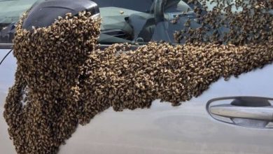 Photo of Una invasión de abejas generó momentos de tensión entre habitantes de una ciudad del sur de Israel, Netivot, luego de que decenas de miles de estos insectos se concentraran en un centro comercial y varios sectores residenciales.