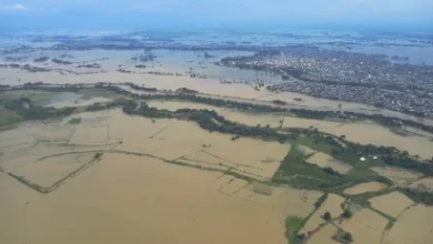 Photo of El Niño y crédito agrícola: maíz y arroz, los cultivos con mayor riesgo en Ecuador