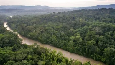 Photo of 52 proyectos buscan acceder a $27 millones para conservar la Amazonía